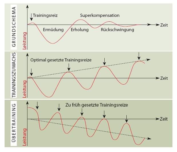 Mythen um das Thema Regeneration - PPF Germany